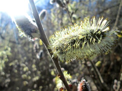 Blühende Sal-Weide (Salix caprea) im Naturschutzgebiet „Bachwiesen/Leopoldswiesen“ im Hockenheimer Rheinbogen