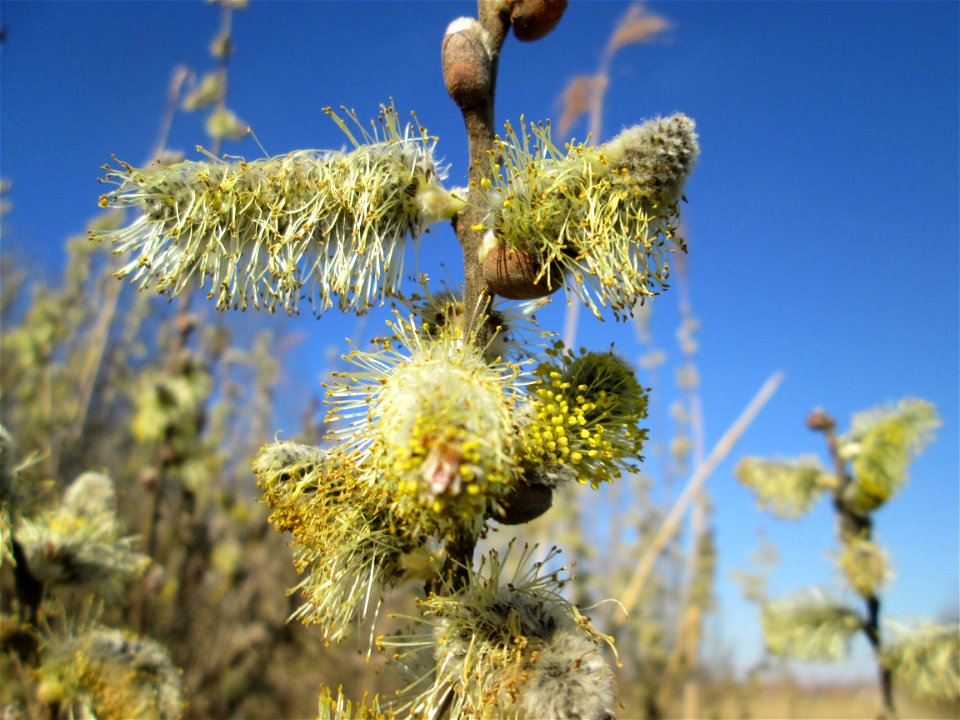 Blühende Sal-Weide (Salix caprea) im Naturschutzgebiet „Bachwiesen/Leopoldswiesen“ im Hockenheimer Rheinbogen