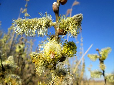 Blühende Sal-Weide (Salix caprea) im Naturschutzgebiet „Bachwiesen/Leopoldswiesen“ im Hockenheimer Rheinbogen
