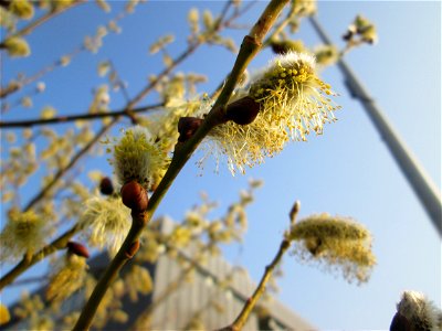 Blühende Sal-Weide (Salix caprea) in Saarbrücken