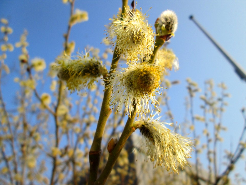 Blühende Sal-Weide (Salix caprea) in Saarbrücken