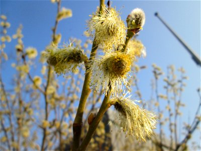 Blühende Sal-Weide (Salix caprea) in Saarbrücken
