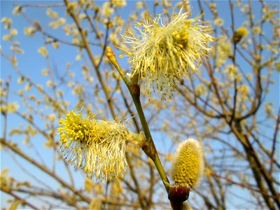 Blühende Sal-Weide (Salix caprea) in Saarbrücken