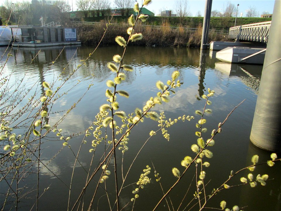 Sal-Weide (Salix caprea) am Osthafen Saarbrücken