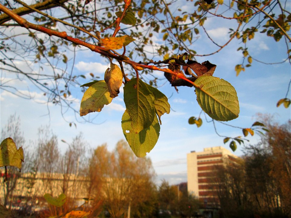 Sal-Weide (Salix caprea) am Osthafen Saarbrücken