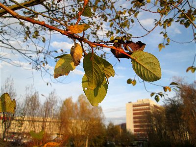 Sal-Weide (Salix caprea) am Osthafen Saarbrücken