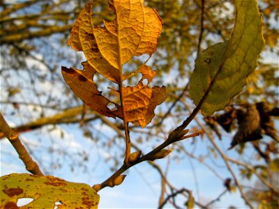 Sal-Weide (Salix caprea) am Osthafen Saarbrücken