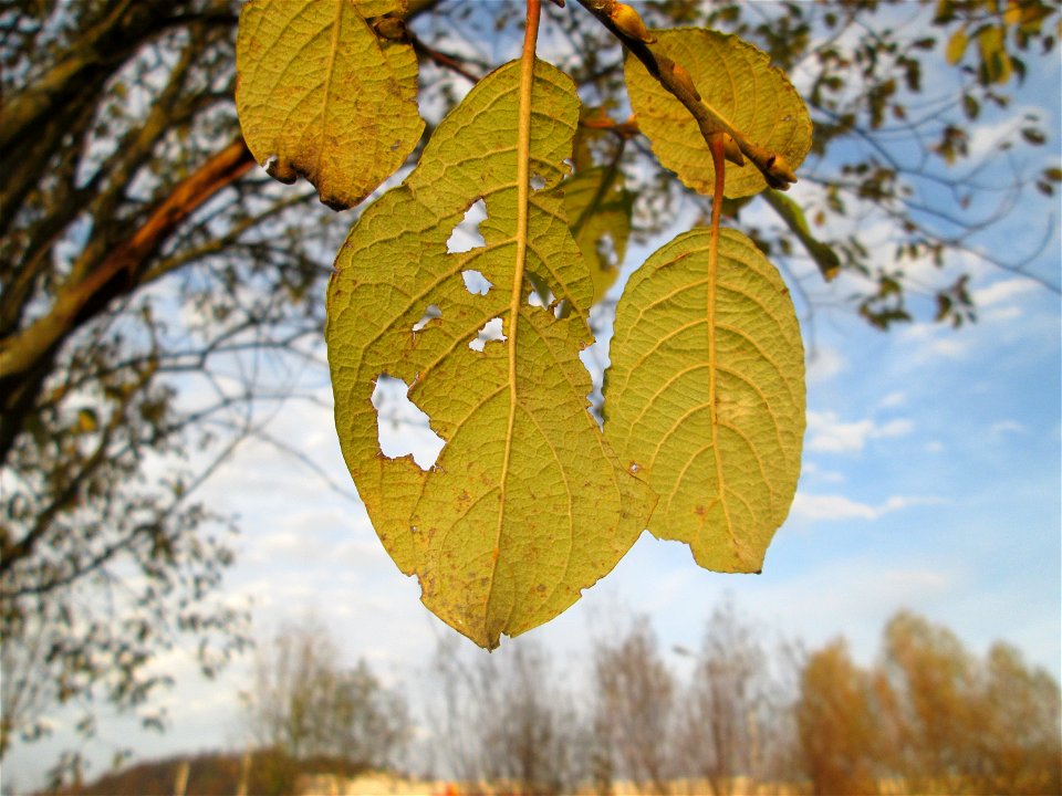 Sal-Weide (Salix caprea) am Osthafen Saarbrücken