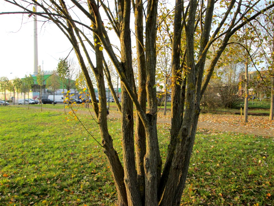 Sal-Weide (Salix caprea) am Osthafen Saarbrücken