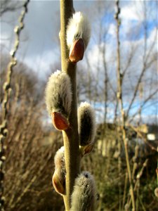 Sal-Weide (Salix caprea) am Saarbach in Brebach