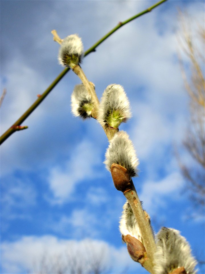 Sal-Weide (Salix caprea) am Saarbach in Brebach