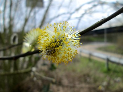 Sal-Weide (Salix caprea) am Osthafen Saarbrücken