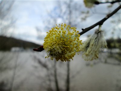 Sal-Weide (Salix caprea) am Osthafen Saarbrücken