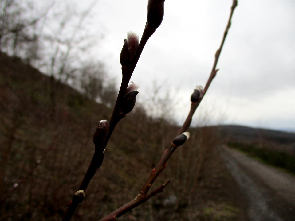 Sal-Weide (Salix caprea) auf der Bergehalde „Lydia“ der Grube Camphausen