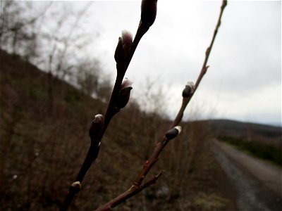 Sal-Weide (Salix caprea) auf der Bergehalde „Lydia“ der Grube Camphausen