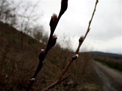 Sal-Weide (Salix caprea) auf der Bergehalde „Lydia“ der Grube Camphausen photo