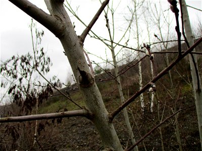 Sal-Weide (Salix caprea) auf der Bergehalde „Lydia“ der Grube Camphausen photo