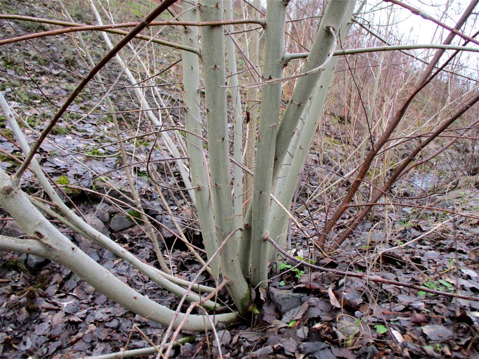 Sal-Weide (Salix caprea) auf der Bergehalde „Lydia“ der Grube Camphausen