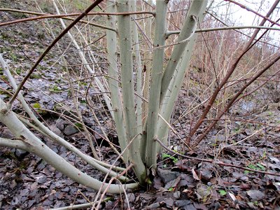 Sal-Weide (Salix caprea) auf der Bergehalde „Lydia“ der Grube Camphausen photo