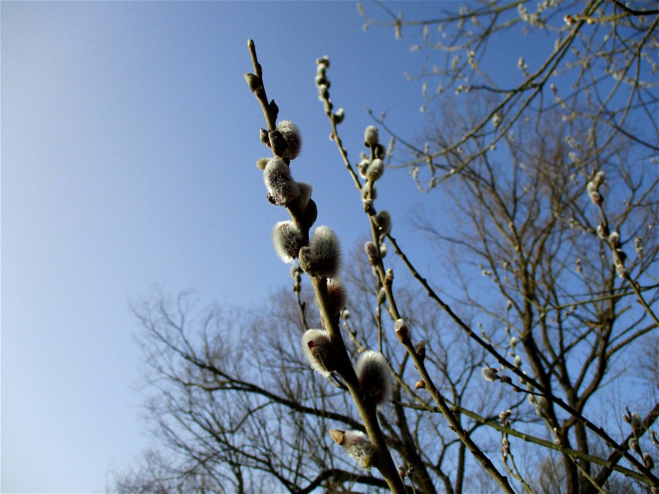 Sal-Weide (Salix caprea) am Saarbach in Brebach