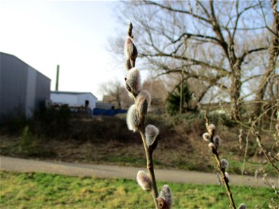 Sal-Weide (Salix caprea) am Saarbach in Brebach