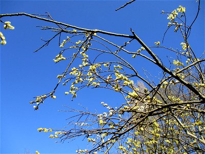 Sal-Weide (Salix caprea) im Naturschutzgebiet „St. Arnualer Wiesen“