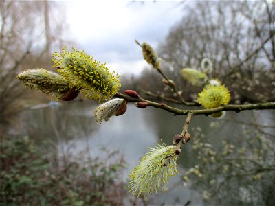 Sal-Weide (Salix caprea) an der Saar in Saarbrücken