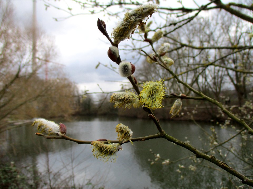 Sal-Weide (Salix caprea) an der Saar in Saarbrücken