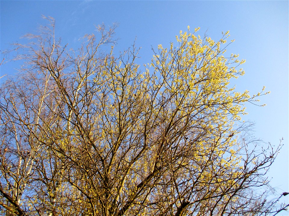 Sal-Weide (Salix caprea) in Brebach