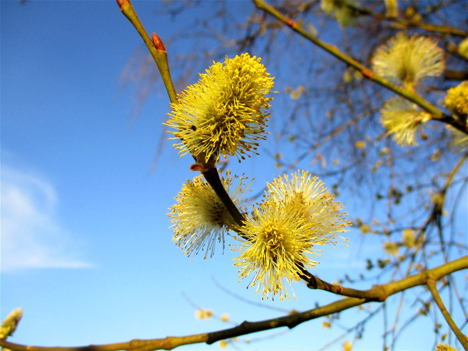 Sal-Weide (Salix caprea) in Brebach