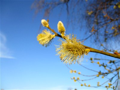 Sal-Weide (Salix caprea) in Brebach