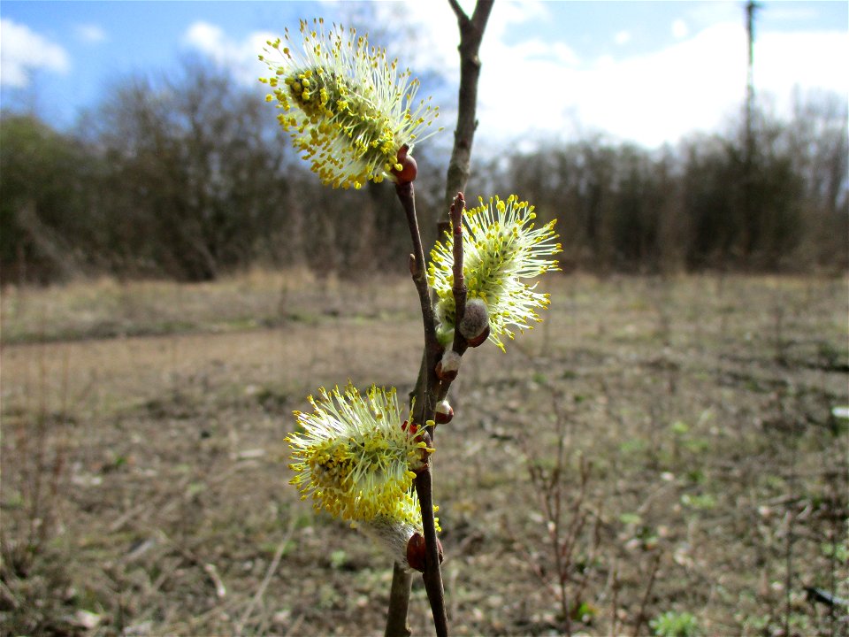 Sal-Weide (Salix caprea) auf einer Brachfläche der Halberger Hütte in Brebach