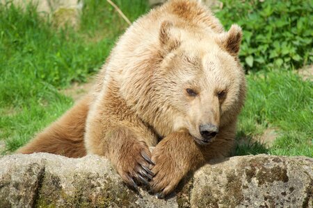 Animal world mammal animal