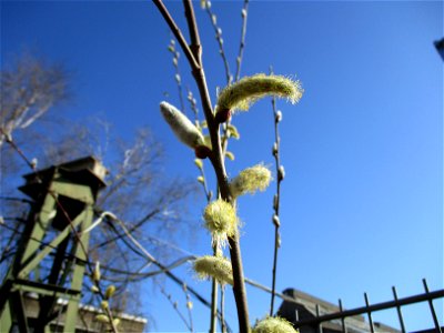 Sal-Weide (Salix caprea) an einer Hauswand in Brebach