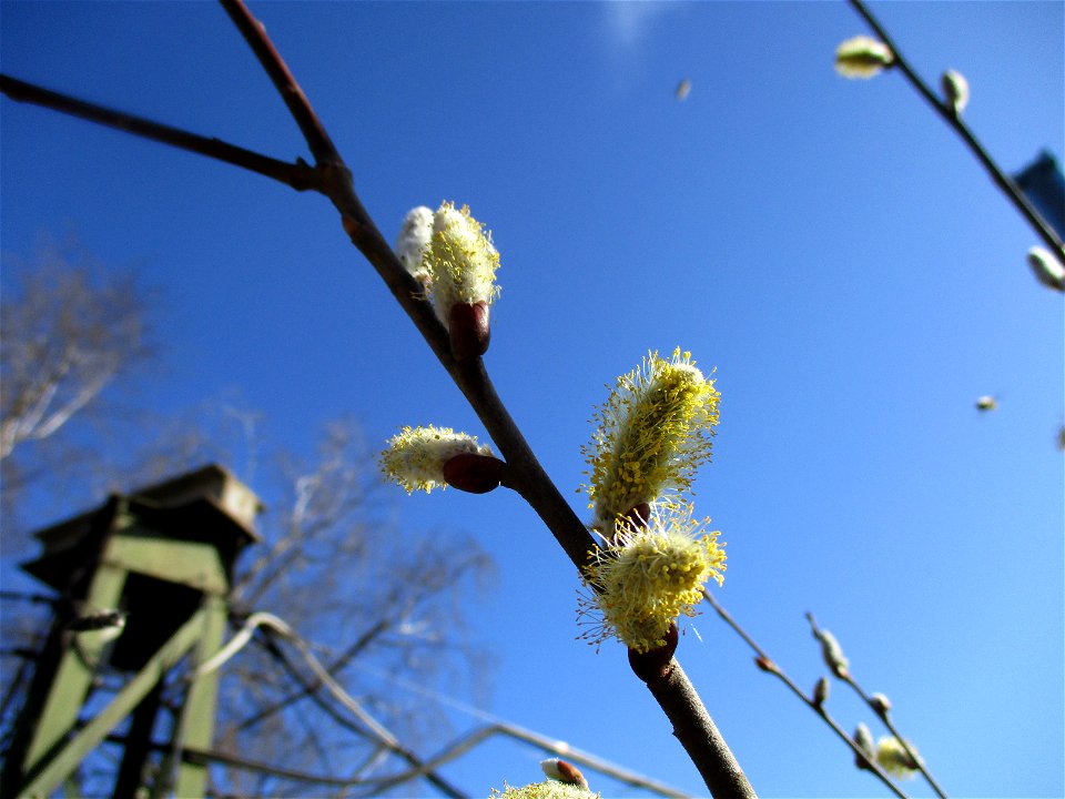 Sal-Weide (Salix caprea) an einer Hauswand in Brebach