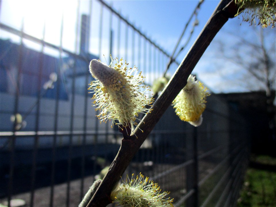 Sal-Weide (Salix caprea) in Brebach