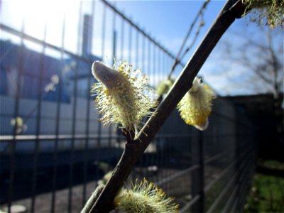 Sal-Weide (Salix caprea) in Brebach