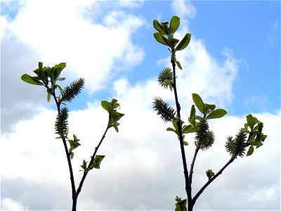 Feuilles et chatons d'un jeune saule Marsault