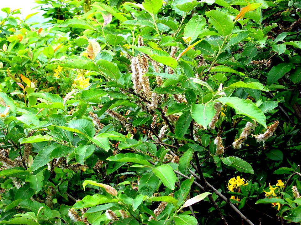 Keçi söğüdü (Salix caprea)