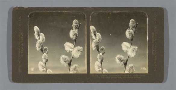 IdentificatieTitel(s): Katjes van Treurwaterwilg (Salix caprea). Nr. 2b. Botanik. Unsere Kätzchenblütler. Salix caprea. Die Sal- oder Palmweide, männliche Bluten. (titel op object)Objecttype: stereofo