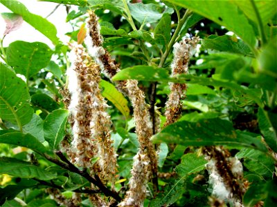Keçi söğüdü (Salix caprea)