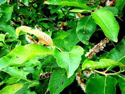 Keçi söğüdü (Salix caprea)