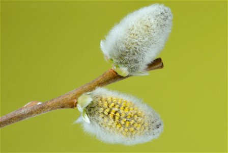 Two flowering male catkins from a goat willow tree (Salix caprea). Since the stamens have not fully evolved yet the staminates are still in a late stage of their development. Average Length: 18 mm; Ma