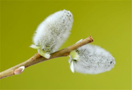 Two flowering male catkins from a goat willow tree (Salix caprea). Since the stamens have not fully evolved yet, the staminates are still in a late stage of their development. Average Length: 18 mm. M photo