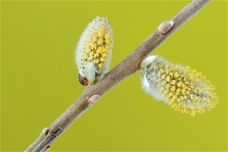 Two flowering male catkins from a goat willow tree (Salix caprea). Since the stamens have not fully evolved yet the staminates are still in a late stage of their development. The right (larger) catkin