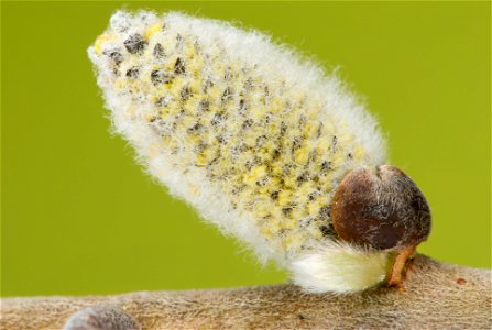 A flowering male catkin on a goat willow tree's branch. Since the stamens have not fully evolved yet the staminate is still in a late stage of its development. Length: 20 mm; Maximum diameter: 10.5mm;