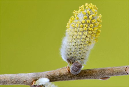 A flowering male catkin on a goat willow tree's branch. Since the stamens have not fully evolved yet the staminate is still in a late stage of its development. Length: 20 mm; Maximum diameter: 10.5mm;