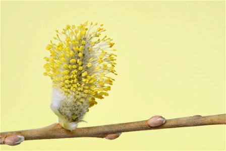 An almost fully flowering male catkin on a goat willow tree's branch. Length: 23.5 mm; Maximum diameter: 18 mm (including the erected stamens);