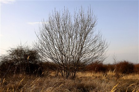 Salix caprea in the beginning of March