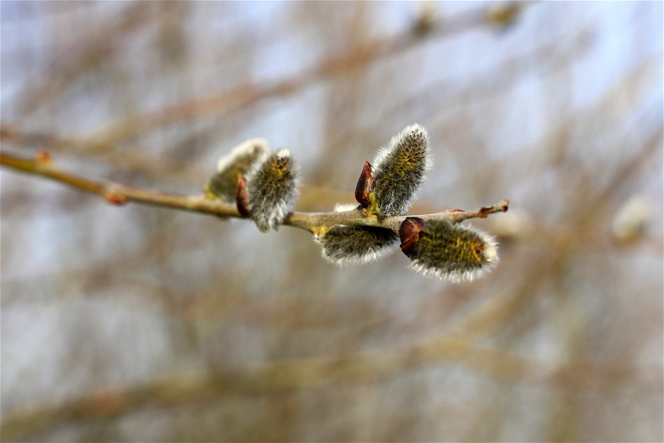 male catkins of Salix caprea in the beginning of March, so the anthers are not yet shown